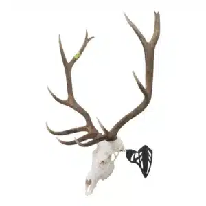 ALLEN COMPANY EZ MOUNT MAGNUM SKULL HANGER - A large deer skull with impressive antlers, displayed upright with a black mounting bracket attached for wall hanging.