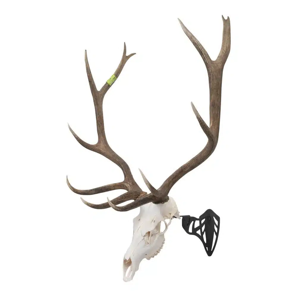 ALLEN COMPANY EZ MOUNT MAGNUM SKULL HANGER - A large deer skull with impressive antlers, displayed upright with a black mounting bracket attached for wall hanging.